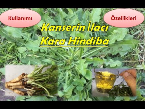 Video: 12 Kediniz Kedinizi Hissettiriyor