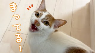 朝はママに文句言いながら甘える猫トロしゃん by ねこほうチャンネル 33,271 views 3 weeks ago 5 minutes, 17 seconds