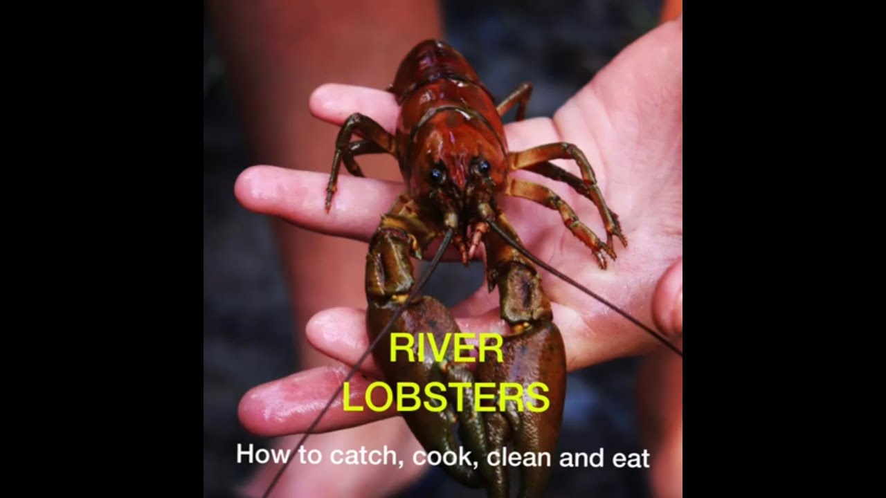 How to Catch, Cook, Clean, and Eat River Lobsters (Crawdads) YouTube