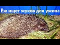 Ёжик топает вдоль забора и ест жучков (ночная съёмка) | the hedgehog eats beetles