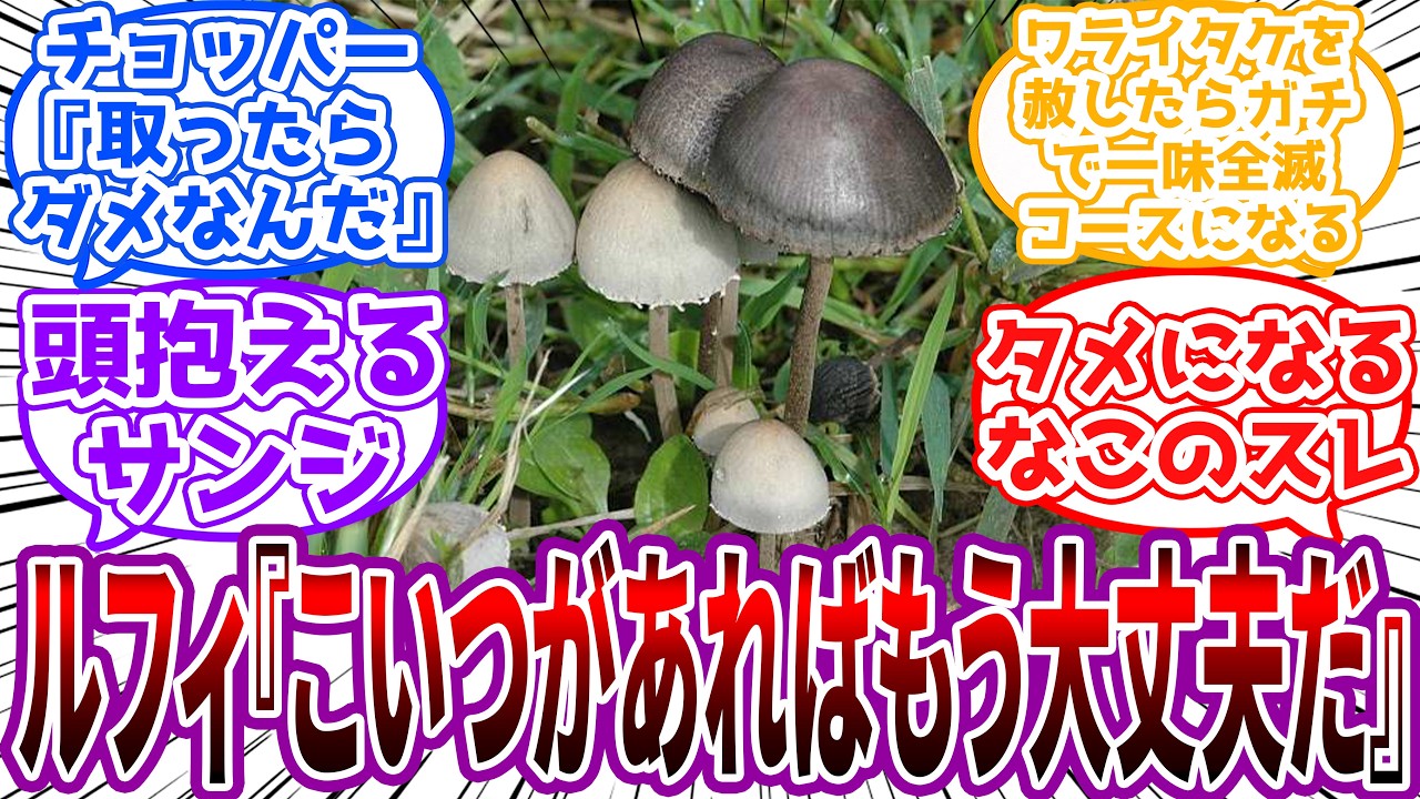 「それはドクツルタケだ！取るな！」山菜採りでとんでもない毒物ばかり採ってくるルフィたちに頭を抱えるサンジに対する読者の反応集【ワンピース】