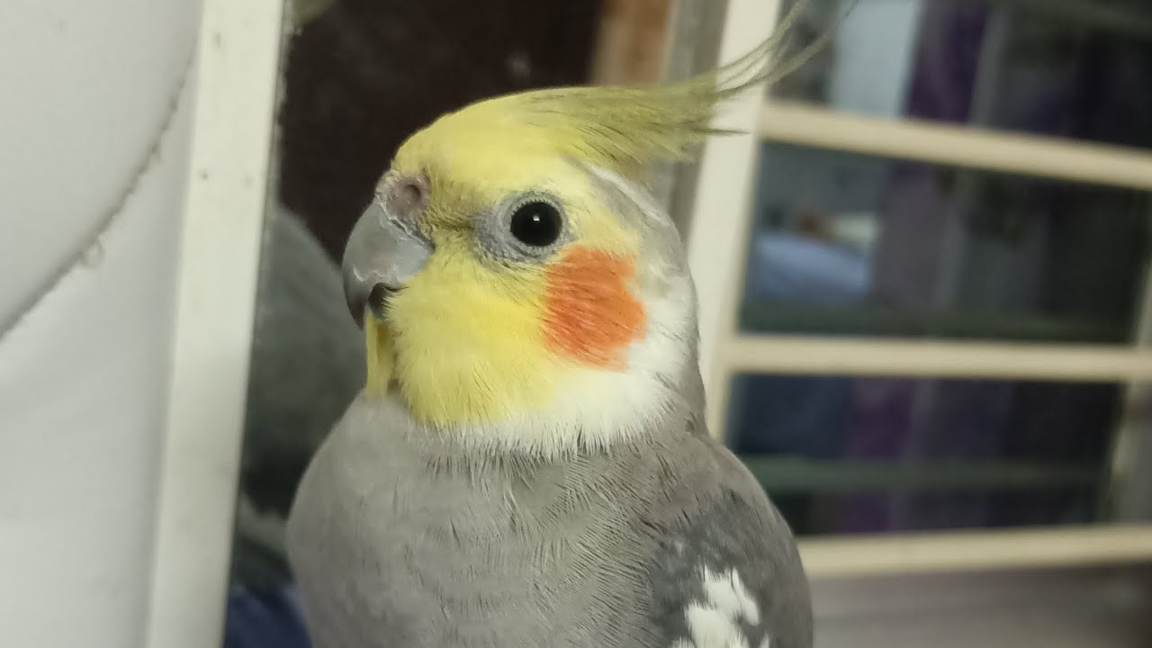 cockatiel singing cockatiel chirping pikupapai YouTube