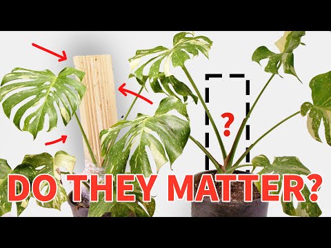 Do Planks Even Work On Monstera?