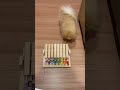 喋る犬「なんじゃこれ」