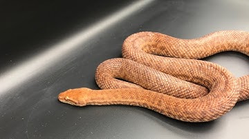 ANTHILL PYTHON  #Antaresia perthensis