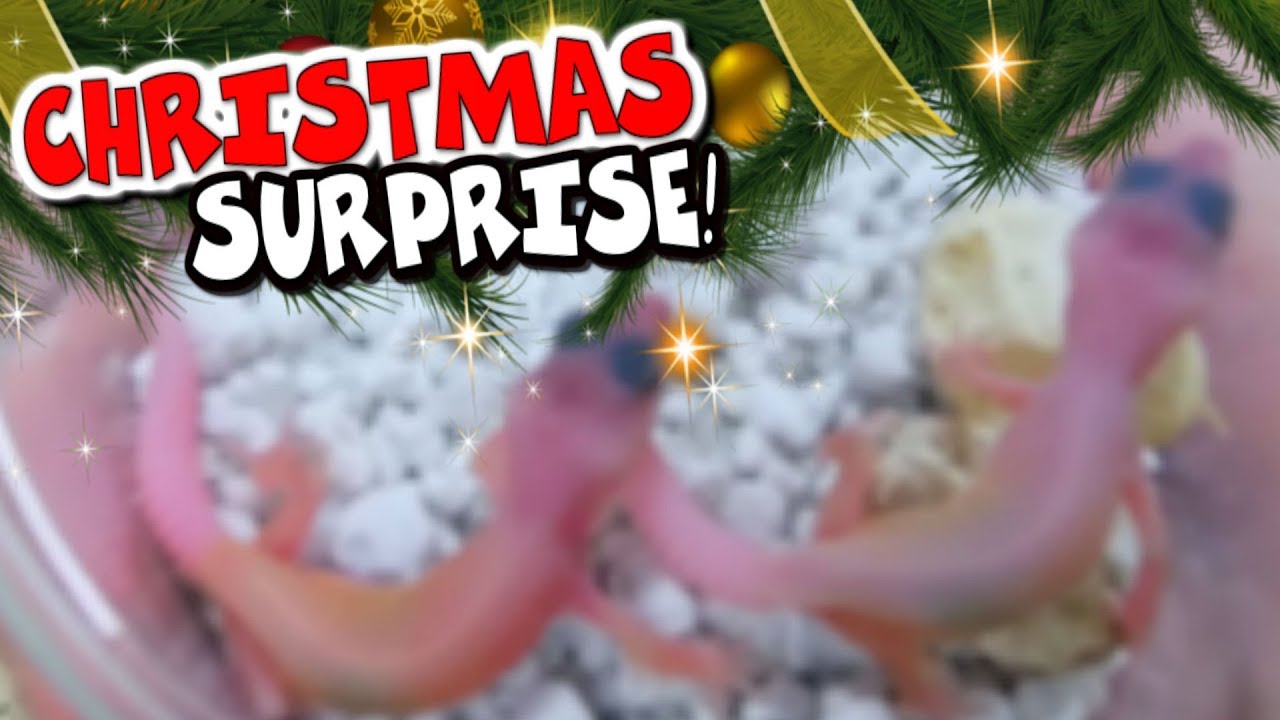 vlogs in spanish CHRISTMAS GECKO BABIES!!! SNAKE BREEDING BEGINS!!! | BRIAN BARCZYK