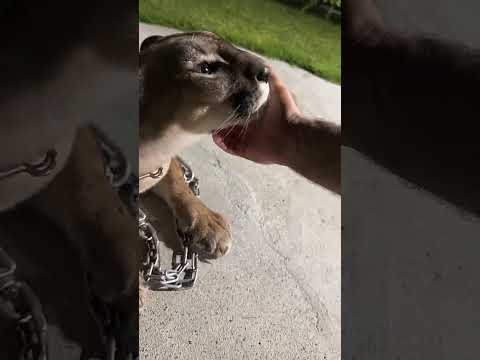 الكبطبة على اسد الجبل