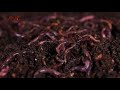 تربية دودة الارض earthworms raising