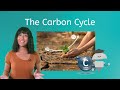 Exploring the Carbon Cycle