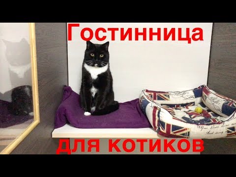 Гостиница для кошек. Реальный опыт!