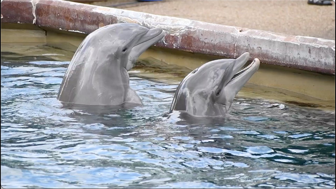 New Bottlenose Dolphins - SeaWorld Orlando - April 14, 2026 - YouTube
