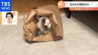 袋からヒョッコリするネコ