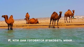 Верблюды на берегу Каспийского моря