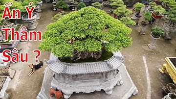 ✅Ngắm kĩ siêu cây này mới hiểu được sự tiềm ẩn trong đó(Mr.Lộc 0915018978)✔️BShp