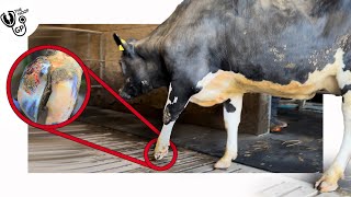 I HELPED this cow to WALK pain free ..... *almost