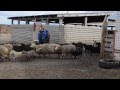 Овчарня. Строительство овчарни. Выращивание овец