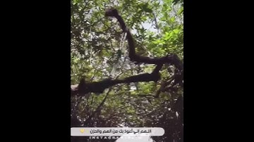 {قُلْ إِنِّي أَخَافُ إِنْ عَصَيْتُ رَبِّي عَذَابَ يَوْمٍ عَظِيمٍ (13)} القارئ عبدالله الموسى #رائعة❤