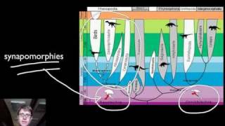 Phylogenetics