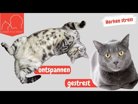 Video: Wat beteken kat van nege sterte?
