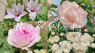 《バラとクレマチスの開花》ガーデニング＊花いっぱいの庭づくり《T's Garden》