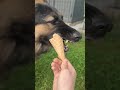 funny dog eating ice cream