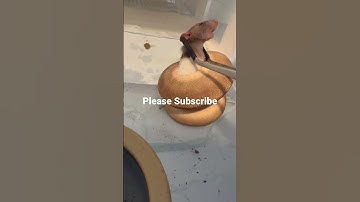 Cinnamon Brutal live feeding #subscribe #animals #ballpython #nature #snakes #reptiles #rats #pets