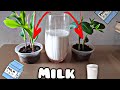 Experiment: Milk vs Bean and Maize Plant