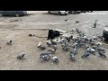 Наглые голуби | Как отучить собаку гоняться за птицами|Наш лабрадор ViaLador