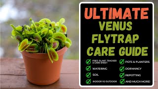 Venus Flytrap Care: Complete Care Guide + Repotting A Venus Flytrap & Huge Soil Hack You MUST Know!