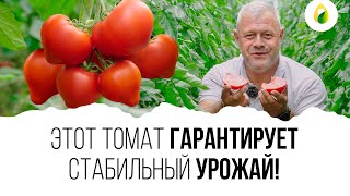 ЭТОТ ТОМАТ ГАРАНТИРУЕТ СТАБИЛЬНЫЙ УРОЖАЙ! 🍅🍅🍅🍅 🍅