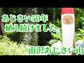 【東京】半世紀かけて造り上げたあじさいの名所『南沢あじさい山』Minamisawa Ajisai Mountain(再編集)