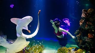 Mermaid show in 63 building