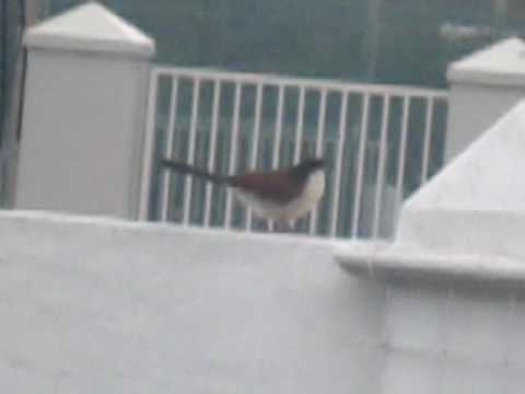 Burchell's Coucal Port Elizabeth, South Africa - centropus burcheliii