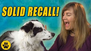 Border Collie Recall Training