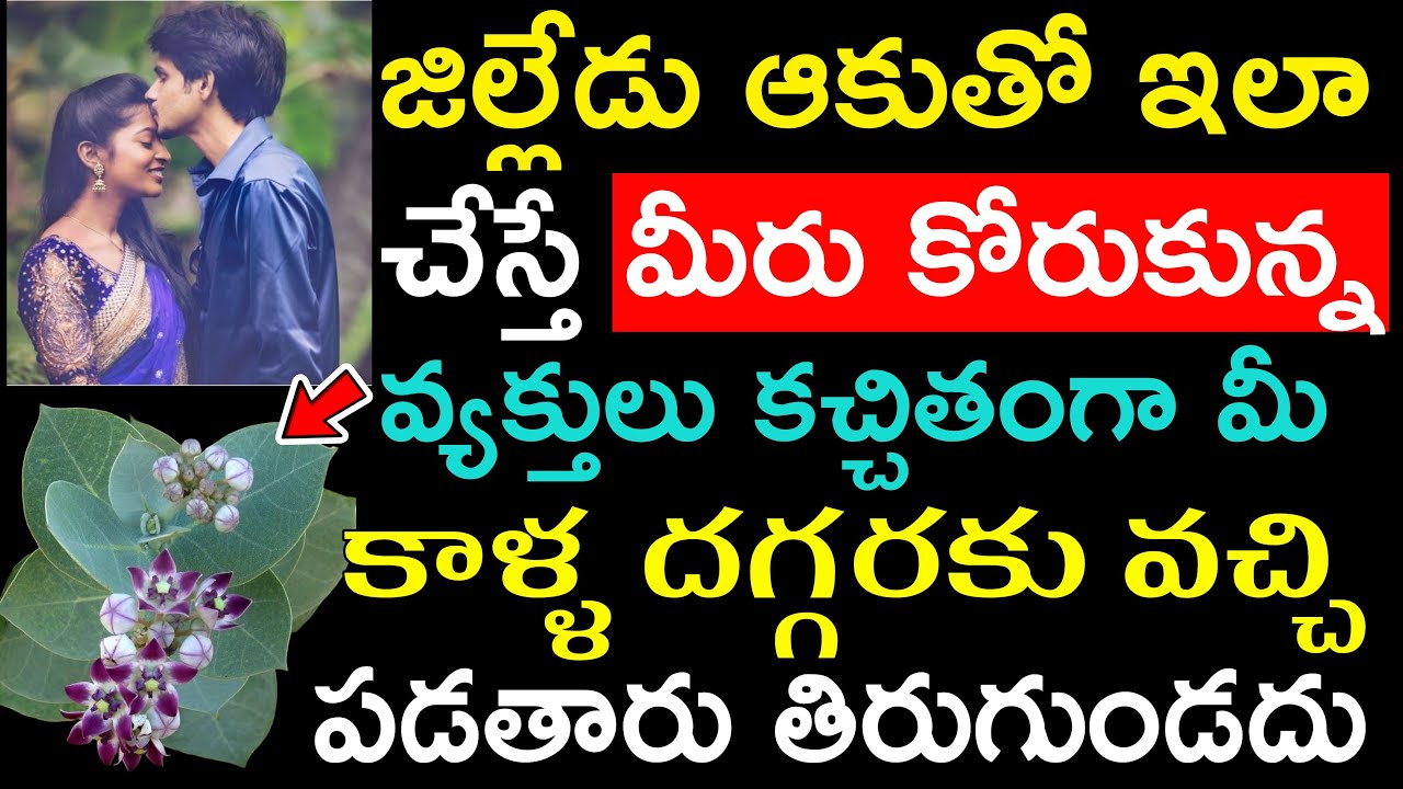 జిల్లేడు ఆకుతో ఇలా చేస్తే మీరు కోరుకున్న వ్యక్తులు కచ్చితంగా మీ కాళ్ళ దగ్గరకు వచ్చి పడతారు