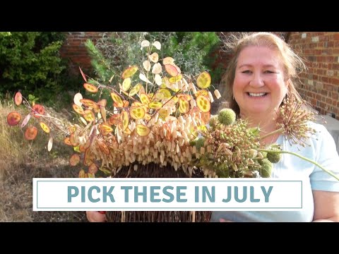 Video: Hakkeblomster med grå hoveder: Sådan planter man frø med gråhovede