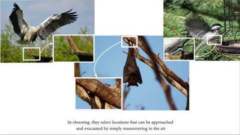 Perching and resting -- A paradigm for UAV maneuvering with modularized landing gears