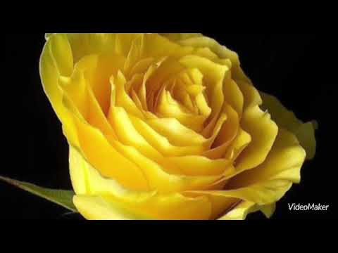زهير فرنسيس لما قلبي يدق بغار عليك