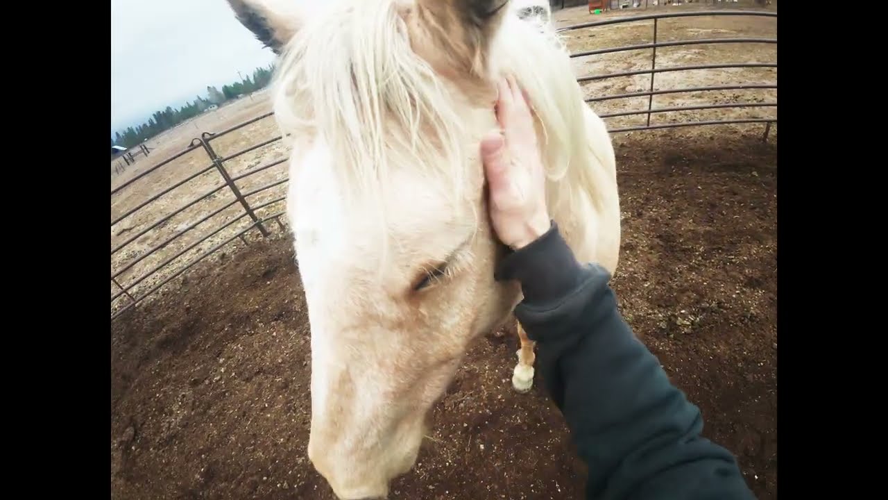 lunging the horses and running the dog EP. 17