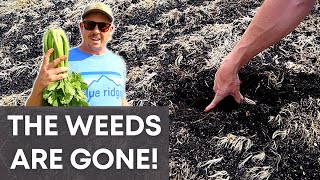 How We Killed All the Weeds in Our Garden!