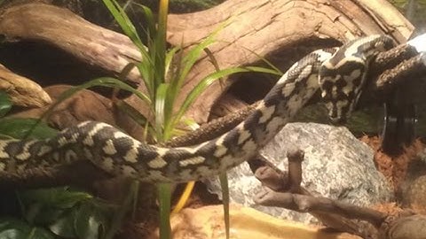 Kingsley - The Irian Jaya Carpet Python