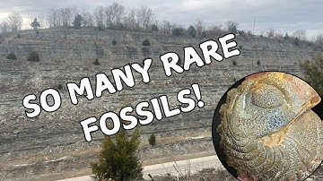 Rare fossils found in Kentucky (Trilobites, “Starfish”, Brachiopods, and more!)