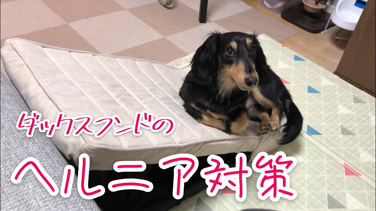 犬の椎間板ヘルニア予防方法！ダックスフンドの腰に負担は厳禁！