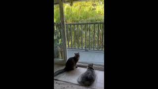humming Bird yelling at Cats by Simon and Link 658 views 11 months ago 35 seconds