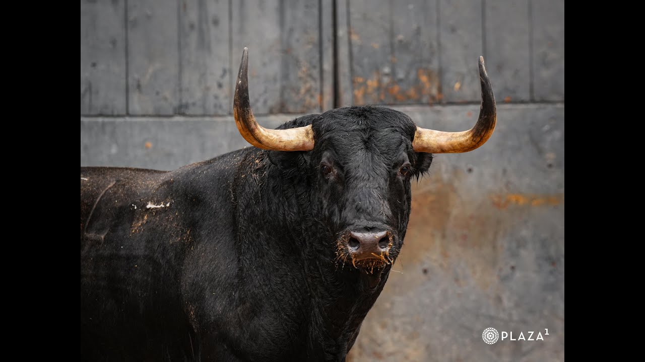 Sorteados los toros de Garcigrande para la Corrida de la Hispanidad