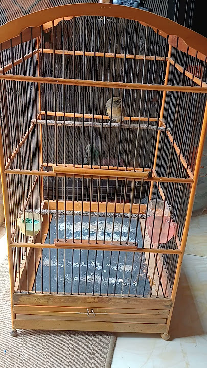 PANCINGAN SUARA SRDC SIKATAN RIMBA DADA COKLAT #masteranburung #SRDC