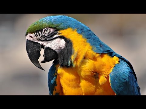 TPM Tamil Song No. 516 - Yesuvin Naamam Jeya Naamam......