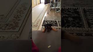 Peekaboo 😍 #subscribe #fyp #puppy #shorts #viral #funnydogs #shortfeed #short