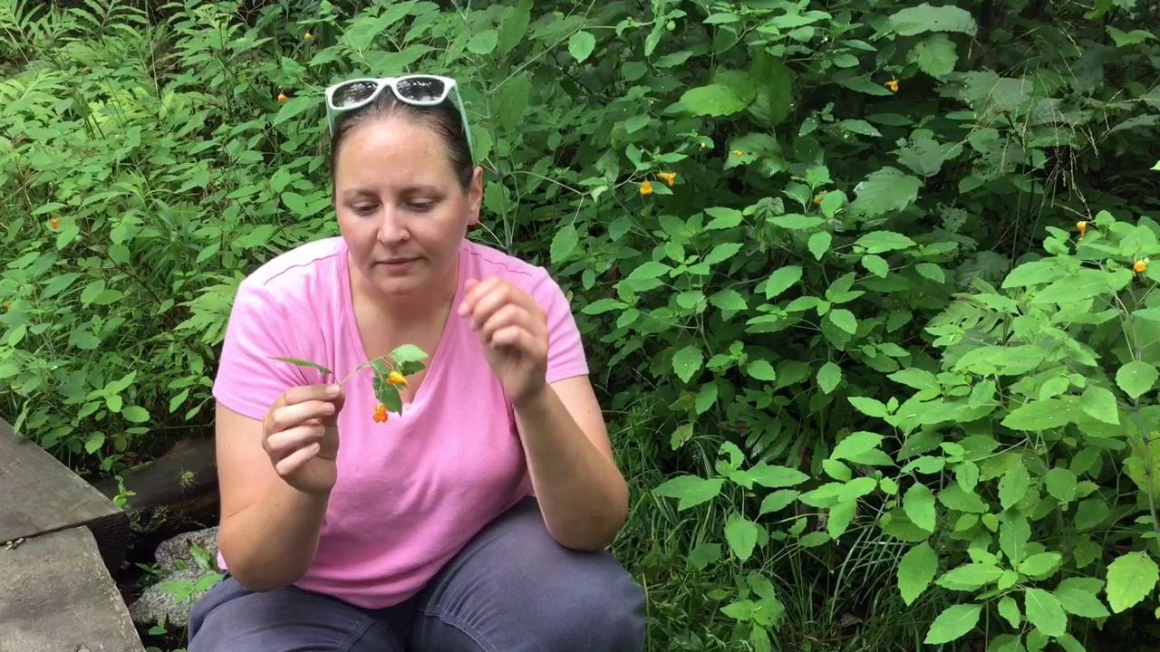 Don't Touch! A Scientist's Advice For Spotting Poison Ivy Before It Ruins Your Summer