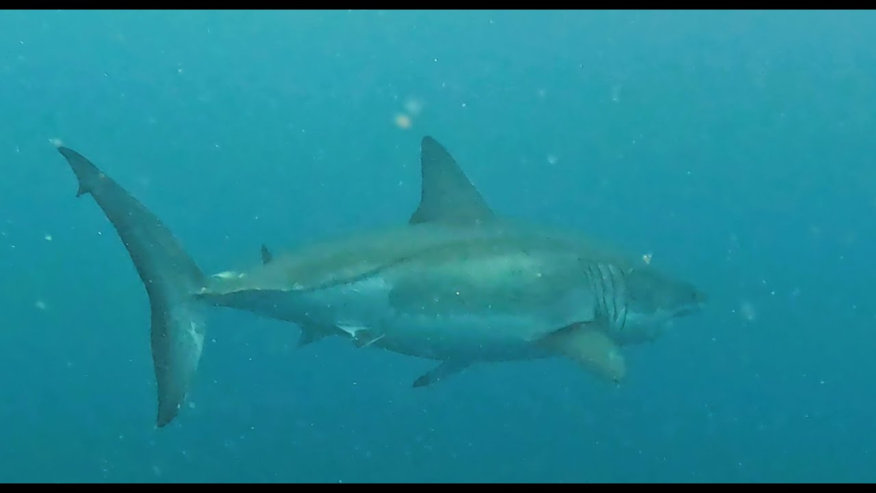 Great White on the Papoose (NC Wreck Dive with IFAD) 02/08/2023 #scubadiving #shark #northcarolina